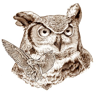 Stephen Harrington Horned Owl