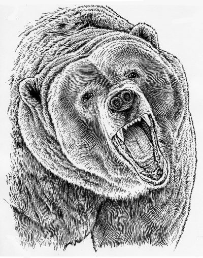 Stephen Harrington Kodiak Bear