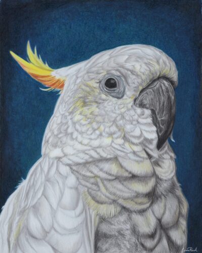 cockatoo 3